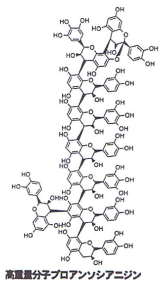 高重量分子プロアソシンアニジン（ポリフェノール）の分子構造