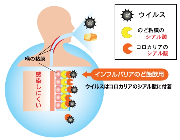 コロカリアのシアル酸によるウィルスの抑制の図